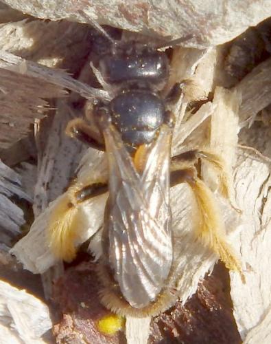 Panurgus banksianus